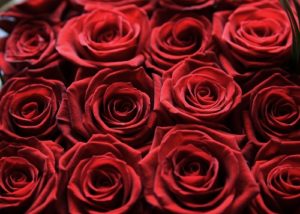 a-dozen-red-roses-wallpaper.jpg